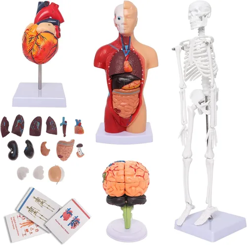 Wadoy Conjunto de modelos de anatomía humana, cerebro, cuerpo del torso humano, corazón, modelo de esqueleto, modelos de anatomía para estudiantes