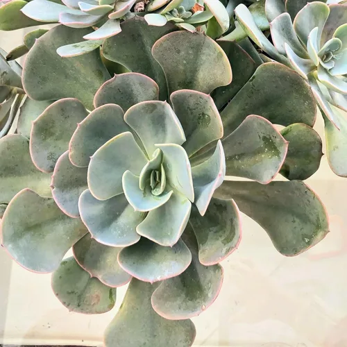 Miniatura 24 de Blissful Echeveria Alpen Glow 4" Pot Live Succulent Pink Purple Rosette Plant Easy 2 Grow, Perfect for Wedding, Party Favor and Succulent