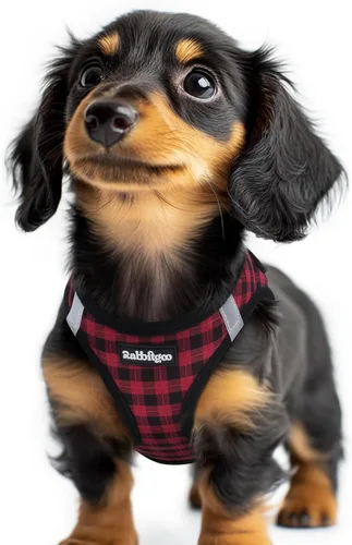 Miniatura 80 de rabbitgoo Arnés para perro pequeño, chaleco de malla suave para cachorros con hebilla de seguridad, arnés reflectante transpirable para mascotas