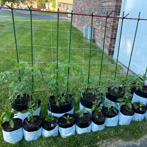 Miniatura 5 de Estacas para Plantas de Jardín de 48 Pulgadas 4 Pies Soporte de Palo de Acero para Plantas, Paquete de 25 Estacas de Tomate para Cultivo de Plantas