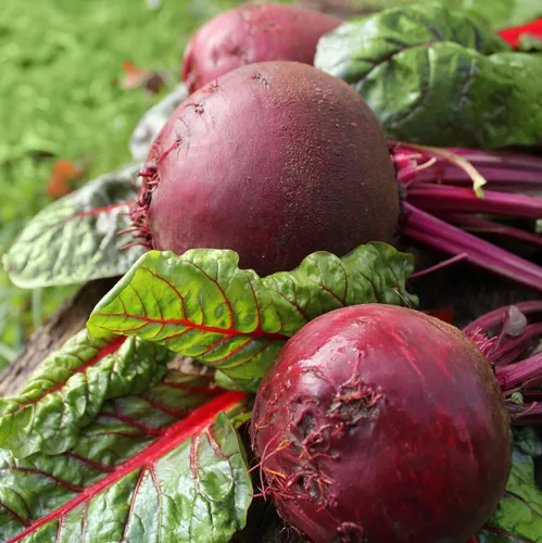 Miniatura 3 de Remolacha Ruby Queen 150 Seeds (Beta vulgaris) Heirloom - Polinizado abierto