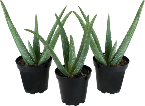 Planta de aloe vera plantas suculentas vivas (paquete de 3), plantas suculentas vivas de aloe vera, planta de aloe vivo en maceta de aloe, plantas