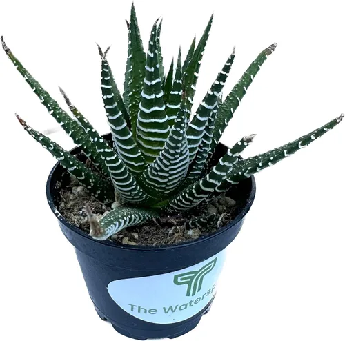 Miniatura 3 de Colecciones de cactus suculentas de 2 pulgadas (planta cebra Haworthia Fasciata)