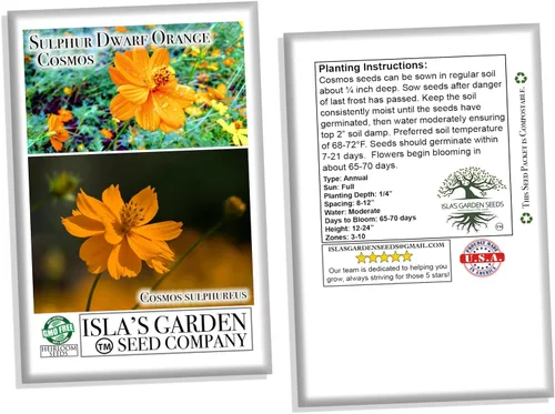 Miniatura 6 de Semillas de flores de cosmos de naranja enana azufre – más de 100 semillas por paquete, (semillas de jardín de Isla), nombre científico; Cosmos