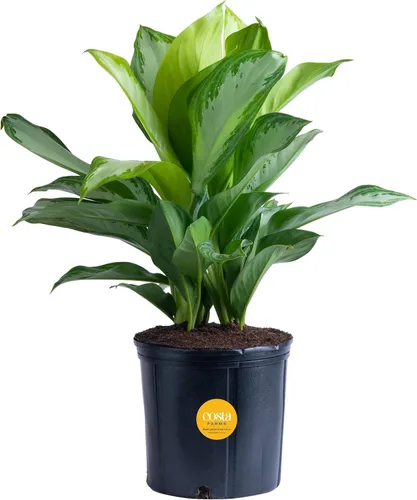 Miniatura 15 de Costa Farms Árbol de hoja perenne chino, fácil de cultivar, planta de interior en maceta en maceta en bonita maceta decorativa, regalo diario