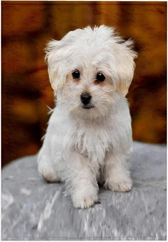 Miniatura 8 de 3dRose 22x30 Toalla de baño de mano para piscina - Maltés. Lindo cachorro. Perros