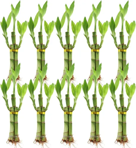 Juego de diez arreglos de bambú de la suerte de 3 tallos – 6 pulgadas de bambú de la suerte plantas de interior para decoración del hogar y la