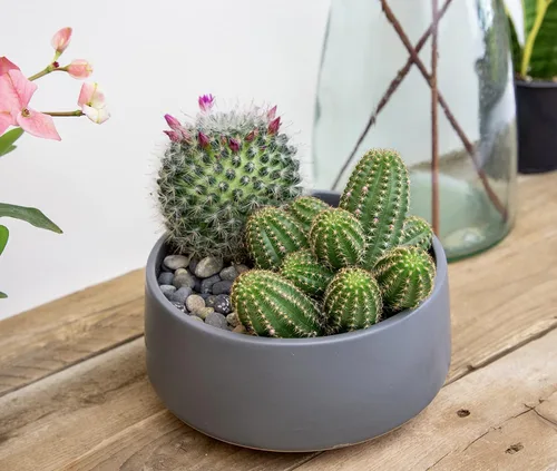 Miniatura 9 de Altman Plants, Surtido de Plantas de Cactus Plantas Vivas (3PK), Planta de Cactus Plantas Suculentas Vivas Decoración de Cactus Vivos, Plantas