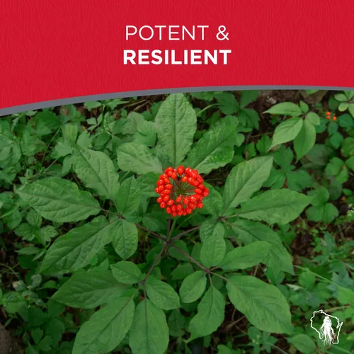 Miniatura 5 de Raíces de trasplante de ginseng americano 4 años (calidad premium, plantas productoras de semillas) (5)