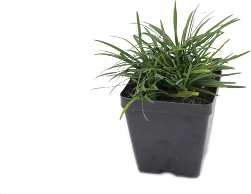 Greenwood Nursery: Hierbas ornamentales vivas - Hierba mondo enana + Ophiopogon Japonicus 'Nana' - [Cantidad: 2 macetas de 2.5 pulgadas] – (Haga