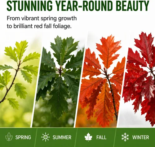 Miniatura 2 de Plántulas de roble rojo para plantar Plántulas saludables y enraizadas de un año para plantar, plantar en cualquier momento (2 árboles)