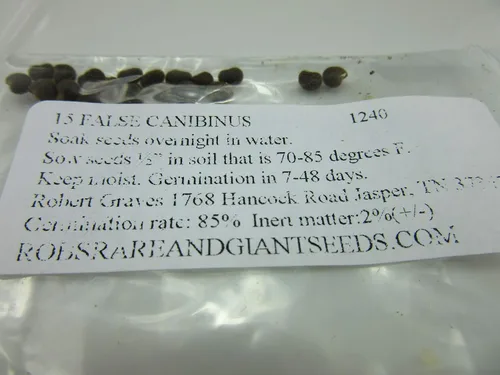 Miniatura 2 de 1240-False Kenaf Hibiscus (Malvaceae cannabinusL) Semillas de Robsrareandgiantseeds UPC0764425789239 Sin OMG, orgánico, cultivador estadounidense
