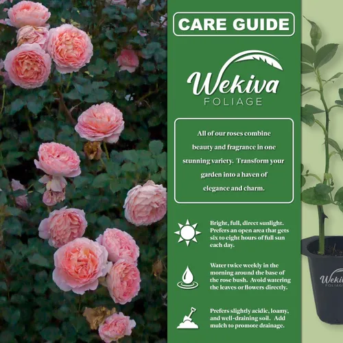 Miniatura 2 de Abraham Darby Rose Bush - Planta de inicio vivo en una maceta de 2 pulgadas, rosa herencia bellamente fragante de Florida, una belleza versátil