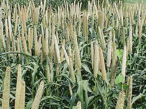 Miniatura 4 de Mijo orgánico cultivado en Estados Unidos, semillas de grano entero sin OMG descascarillado sin gluten crudo a granel