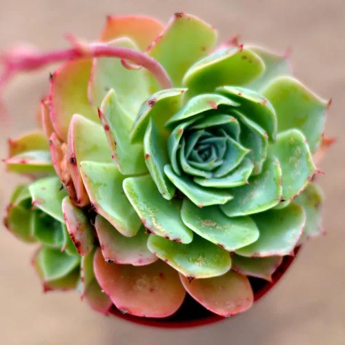 Miniatura 2 de Aeonium Suculents Plant Live, Aeonium Plant in 4 Inc Pot (amarillo verde)