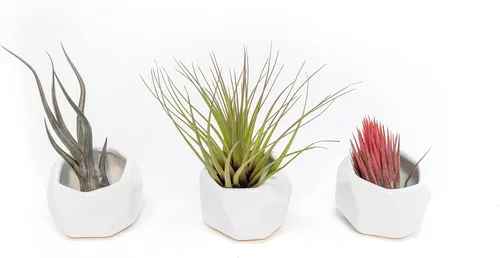 Miniatura 7 de Air Plant Shop Juego de 3 soportes geométricos blancos con plantas de aire mixtas, al por mayor y a granel, suculentas - Tillandsia viva - Plantas