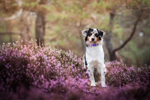 Miniatura 6 de Paquete de 2 collares de primavera para perros pequeños, collar de perro floral de liberación rápida con lazo de flores