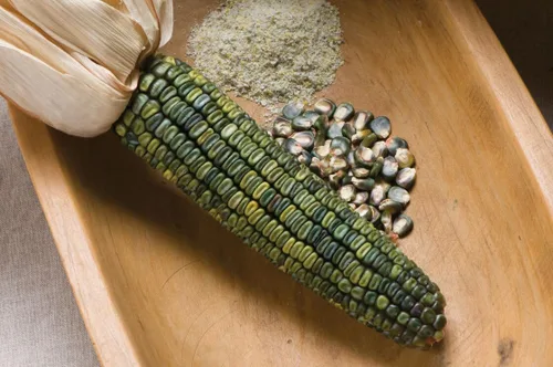 Miniatura 2 de TomorrowSeeds - Semillas de maíz ornamentales con abolladuras verdes oaxaqueñas - Más de 60 unidades - para plantar 2026, verde, azul, oro