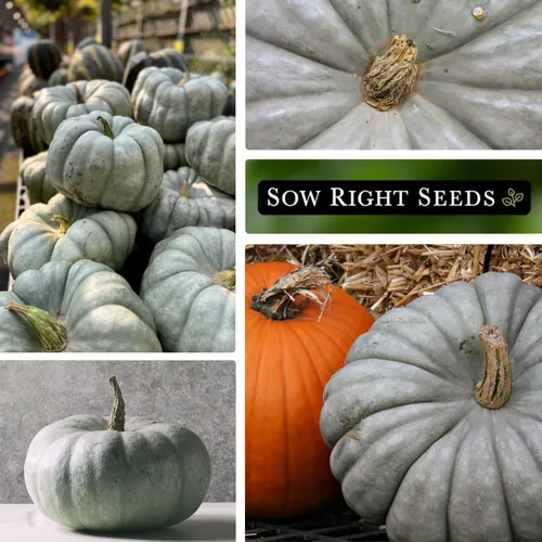 Miniatura 4 de Sow Right Seeds - Semillas de calabaza Jarrahdale para plantar - Paquete de reliquia sin OMG con instrucciones para plantar y cultivar un huerto