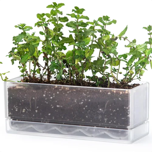 Miniatura 12 de D'vine Dev - Maceta para ventana de 12 pulgadas, maceta rectangular de plástico para hierbas con agujeros de drenaje y plato, maceta de suculentas