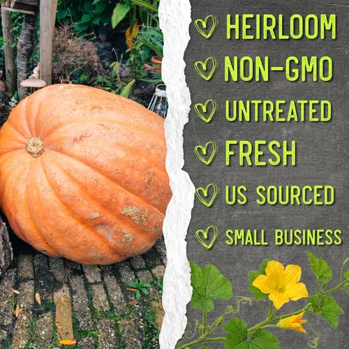 Miniatura 6 de Seed Needs Semillas de calabaza para plantar calabazas gigantes del Atlántico – Semillas de verduras sin OMG y sin tratar para plantar un jardín