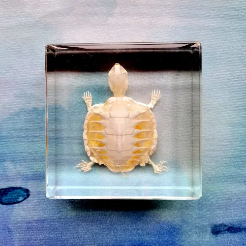 Miniatura 8 de Especímenes de esqueleto de tortuga real en manualidades de pisapapeles de resina, colección de taxidermia de animales para educación científica