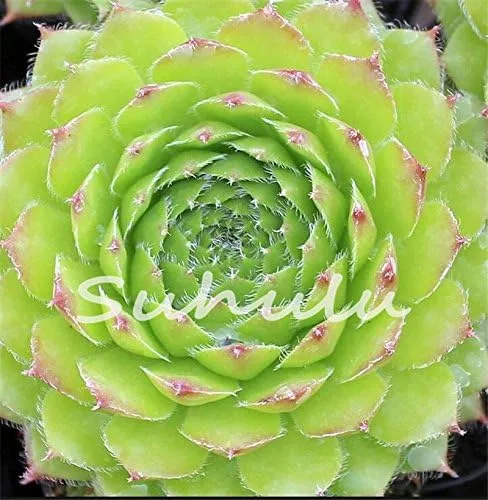 Miniatura 3 de 200 piezas de semillas de mezcla de suculentas para gallinas y pollitos (Sempervivum Hybridum) Bonsái Plantas de flores para jardín casero 19