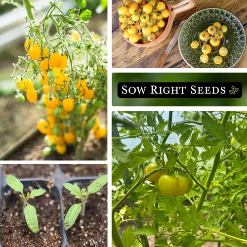 Miniatura 4 de Sow Right Seeds - Semilla de tomate cereza blanca para plantar - Paquete de reliquia sin OMG con instrucciones para plantar un huerto casero