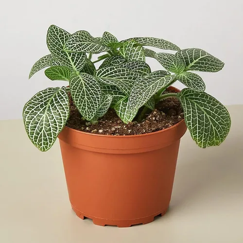 Miniatura 8 de Red Fittonia - Planta nerviosa – Plantas vivas en una maceta de cultivo de 3 pulgadas – Fittonia Albivenis – Follaje compacto y colorido de mosaico