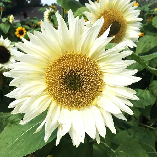 Miniatura 48 de Eden Brothers Semillas de girasol - Autumn Beauty