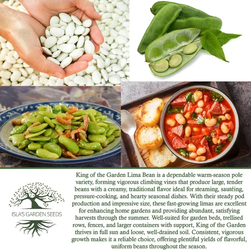 Miniatura 6 de King of The Garden - Semillas de frijol Lima (Pole Lima, Phaseolus lunatus) – Más de 25 semillas de reliquia no transgénicas de Isla's Garden Seeds