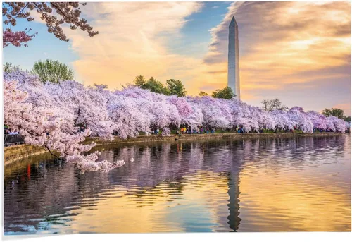Washington DC, Monumento de Washington y flores de cerezo que se reflejan al atardecer (24 x 36 galería, impresión artística de galería giclée,