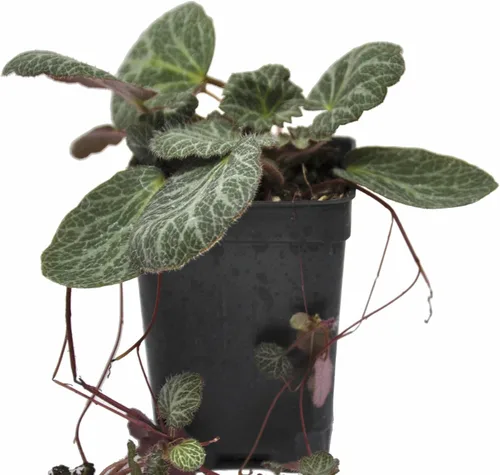 Saxifraga stolonifera, planta viva de begonia de fresa, geranio de fresa, saxífraga rastrera, lámina de roca rastrera, madre de miles, cubierta de