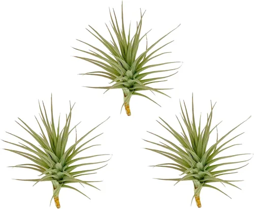 Miniatura 44 de ragnaroc Air Plants - Tillandsia Caput Medusae Floreciente, Grande 5-7" - 1ct - Llegada Viva Garantizada - Plantas de Casa para Decoración del Hogar