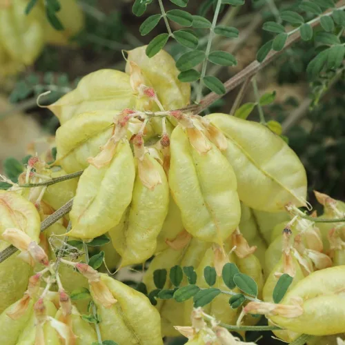 Miniatura 5 de Arbusto de cáncer (Sutherlandia frutescens) - Crece ahora o almacene para futuras plantaciones - Cápsula de 10 semillas