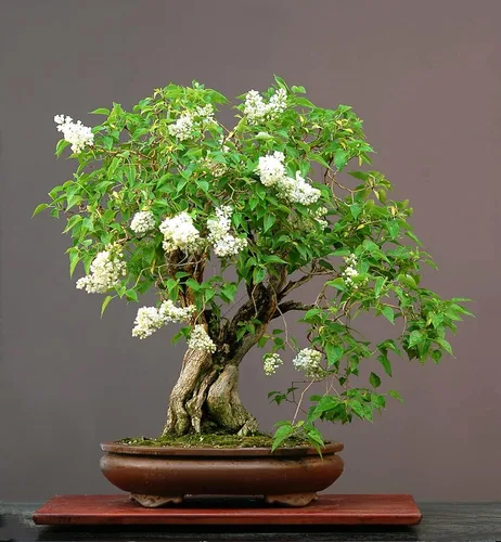 Miniatura 2 de White Lilac - Semillas de árbol bonsái Más de 30 semillas Muy apreciadas por bonsái, impresionantes flores blancas y blancas