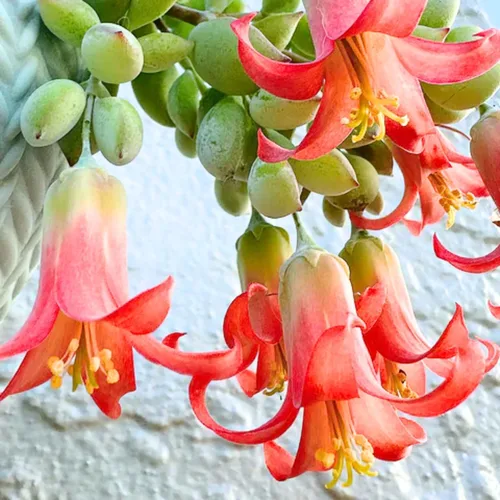 Cotyledon Pendens - Planta viva, suculenta rara en maceta de 2 pulgadas, suculenta colgante para macetas de interior y exterior