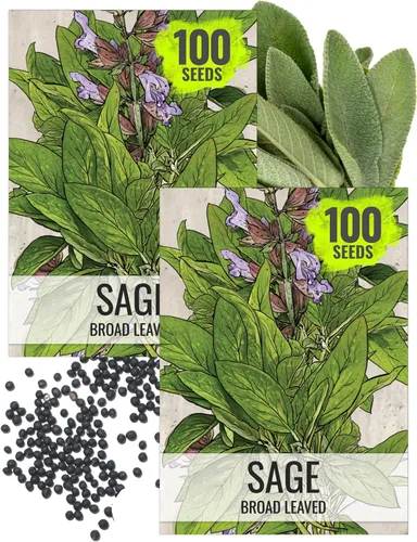 Miniatura 10 de Seed Needs Semillas de salvia para plantar hierbas de hoja ancha, semillas de hierbas culinarias sin OMG y sin tratar para plantar un jardín