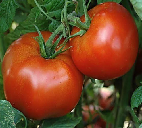 Miniatura 2 de 120 semillas de tomate Rutger's para plantar 1/0.07 oz + de semillas cosechadas en EE. UU