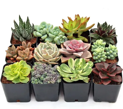Miniatura 8 de Mountain Crest Gardens Paquete de Variedad Definitiva de Suculentas - 6 Plantas Vivas Únicas, Enraizadas en Macetas de 2 Pulgadas - Suculentas