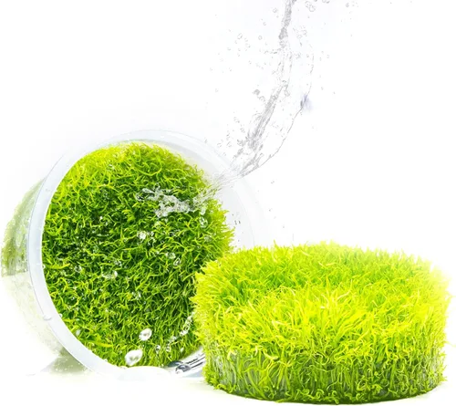 Miniatura 40 de Planta viva SubstrateSource - Hierba enana Eleocharis Belem cultivada en tejidos acuáticos para acuario - 100% libre de caracoles en copa in vitro