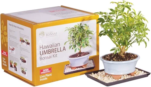 Brussel's Live Hawaiian Umbrella - Kit de árbol bonsái para interiores, 3 años, de 8 a 10 pulgadas, bonsái vivo en maceta de cerámica para bonsái