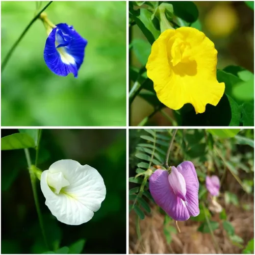 Semillas de flor de guisante de mariposa para plantar, 35 semillas de Clitoria mixtas, semillas de clitoria sin OMG para jardín ornamental, bonsái