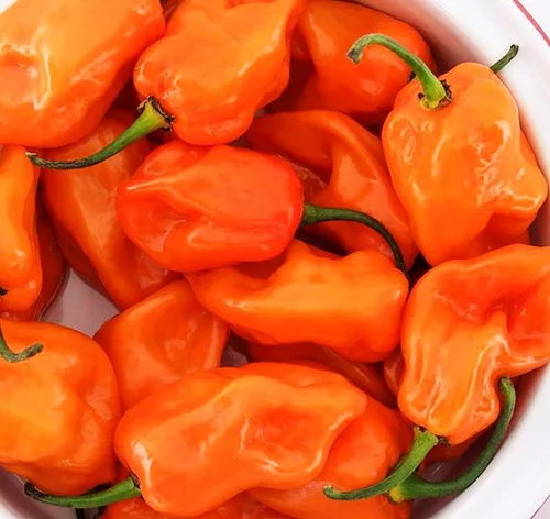 Miniatura 2 de Más de 35 semillas de pimiento picante para plantar habanero fantasma, mezcla de semillas de pimiento fantasma, rojo, naranja, amarillo, semillas