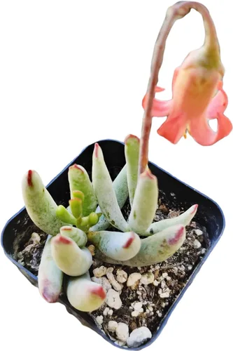 Plantas de cactus suculentas vivas de USKC (maceta de 2 pulgadas) (Cotyledon Orbiculata VAR. Flanaganii)