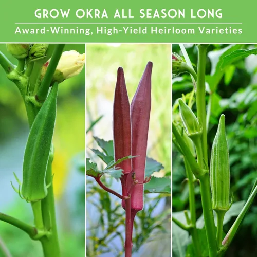 Miniatura 4 de Colección de semillas Okra para plantar, 3 variedades tradicionales de Clemson, sin espinas, borgoña rojo y verde esmeralda, paquete variado