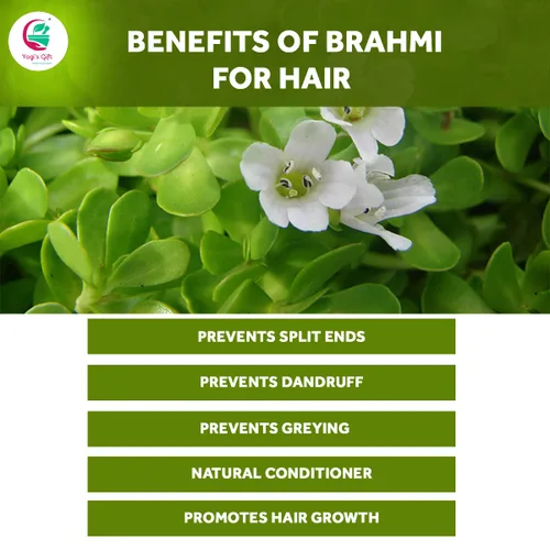 Miniatura 4 de Yogi's Gift® Brahmi Powder 8 Oz Potenciador y Volumizador Natural del Crecimiento del Cabello Mascarilla Nutritiva para el Cuero Cabelludo