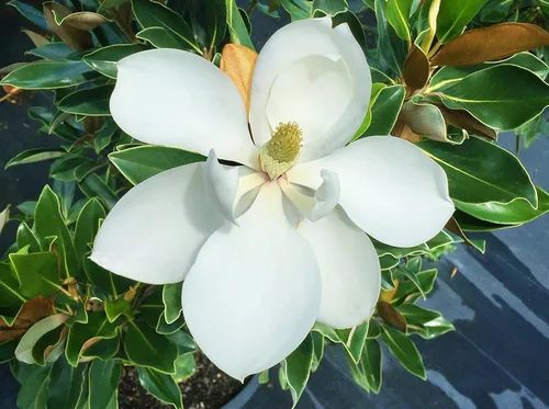 Miniatura 4 de Little GEM Magnolia - Tamaño: 2-3 pies, planta viva, incluye fertilizante de mezcla especial y guía de plantación