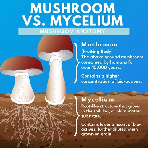 Miniatura 5 de Bold Botanica Mushroom Supreme 7 - Suplemento de hongos - Extractos orgánicos de cola de pavo, chaga, phellinus, reishi, cordyceps, maitake
