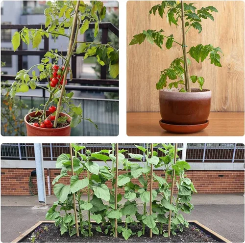 Miniatura 8 de Jollybower 30 piezas de estacas de bambú de 3/10" D más gruesas y resistentes de 2 pies, estacas naturales de jardín para tomate, frijol, flores